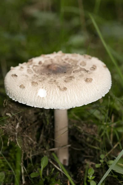 10 월 매크로를 배경으로 한 야생 버섯 50 메가 픽셀 — 스톡 사진