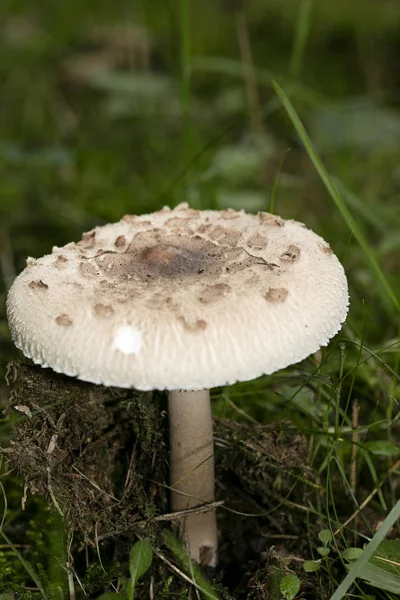 Wilde Pilze auf der Natur Oktober Makro Hintergrund fünfzig Megapixe — Stockfoto