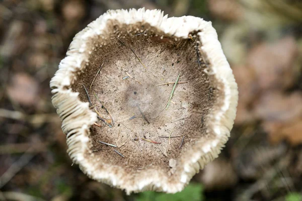Divoké houby na přírodě říjen makro pozadí padesát megapixe — Stock fotografie