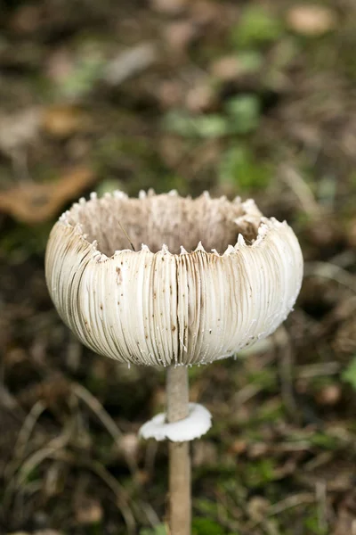 Cogumelos selvagens na natureza Outubro macro fundo cinquenta megapixe — Fotografia de Stock