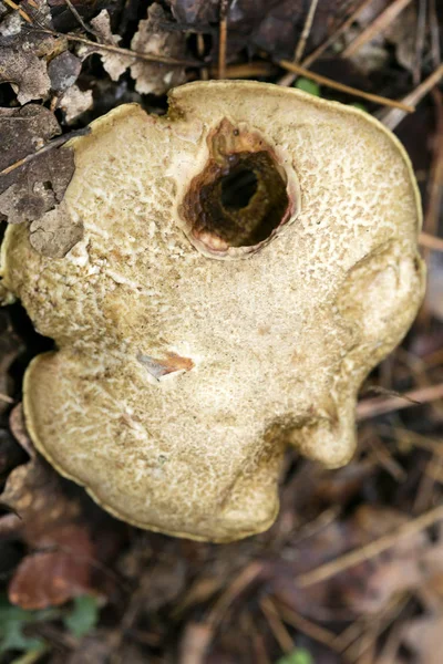 Wilde paddenstoelen op de natuur Oktober macro achtergrond vijftig megapixe — Stockfoto