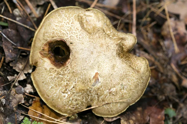 Wilde Pilze auf der Natur Oktober Makro Hintergrund fünfzig Megapixe — Stockfoto