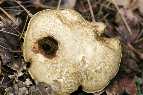 Doğada yabani mantarlar Ekim makro arka planı 50 megapiksel — Stok fotoğraf