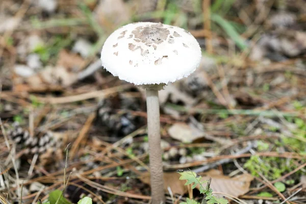 自然界中的野生蘑菇十月宏观背景5000万棵 — 图库照片