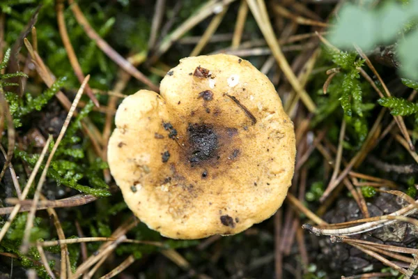 Funghi selvatici sulla natura ottobre macro sfondo cinquanta megapixe — Foto Stock