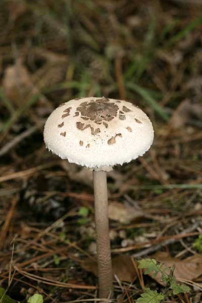 Cogumelos selvagens na natureza Outubro macro fundo cinquenta megapixe — Fotografia de Stock