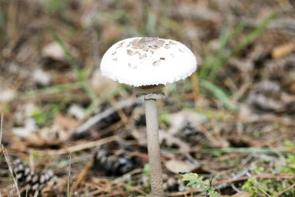 Wilde paddenstoelen op de natuur Oktober macro achtergrond vijftig megapixe — Stockfoto