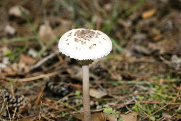 Vadon termő gombák a természetben október makró háttér ötven megapixe — Stock Fotó