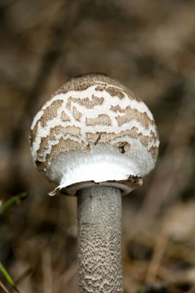 Wilde paddenstoelen op de natuur Oktober macro achtergrond vijftig megapixe — Stockfoto