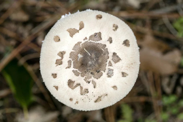 Wilde paddenstoelen op de natuur Oktober macro achtergrond vijftig megapixe — Stockfoto