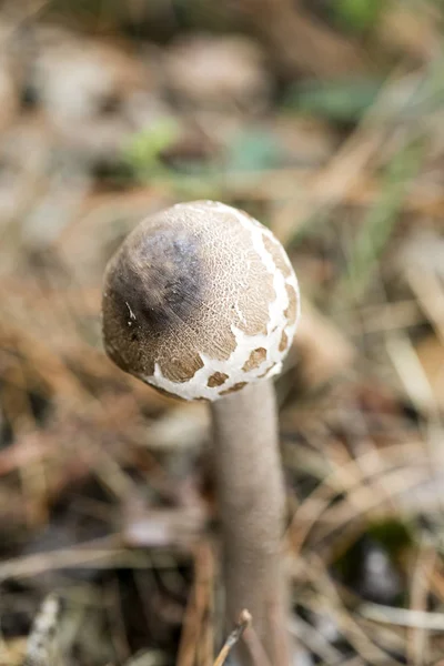 Vilda svampar på naturen Oktober makro bakgrund femtio megapixe — Stockfoto