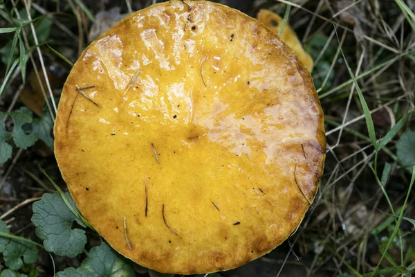 Wilde paddenstoelen op de natuur Oktober macro achtergrond vijftig megapixe — Stockfoto