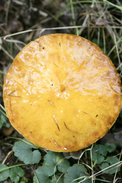 Luonnonvaraiset sienet luonnossa lokakuu makro tausta viisikymmentä megapixe — kuvapankkivalokuva