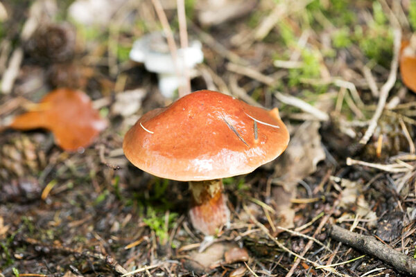 Wild mushrooms on nature October macro background fifty megapixe