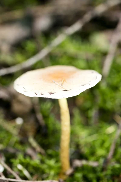 Vilda svampar på naturen Oktober makro bakgrund femtio megapixe — Stockfoto