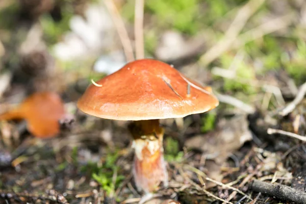 Cogumelos selvagens na natureza Outubro macro fundo cinquenta megapixe — Fotografia de Stock