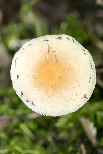 10 월 매크로를 배경으로 한 야생 버섯 50 메가 픽셀 — 스톡 사진