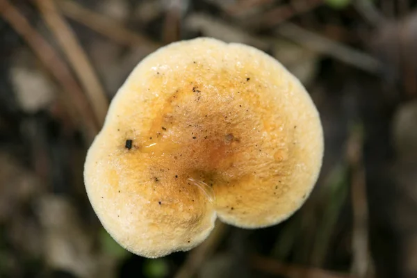 Vilda svampar på naturen Oktober makro bakgrund femtio megapixe — Stockfoto