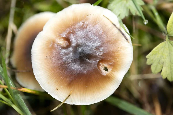 Doğada yabani mantarlar Ekim makro arka planı 50 megapiksel — Stok fotoğraf