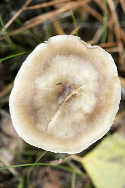 Wilde paddenstoelen op de natuur Oktober macro achtergrond vijftig megapixe — Stockfoto