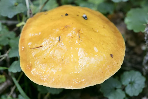 Дикі гриби на природі Жовтневий макро фон п'ятдесят мегапік — стокове фото