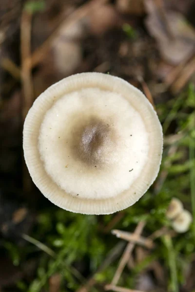 Dzikie grzyby na przyrodzie Październik makro tło pięćdziesiąt megapikseli — Zdjęcie stockowe
