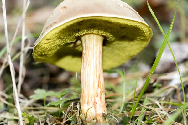 Cogumelos selvagens na natureza Outubro macro fundo cinquenta megapixe — Fotografia de Stock