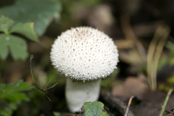 Cogumelos selvagens na natureza Outubro macro fundo cinquenta megapixe — Fotografia de Stock