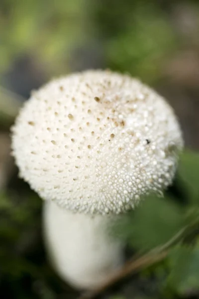 Wilde Pilze auf der Natur Oktober Makro Hintergrund fünfzig Megapixe — Stockfoto