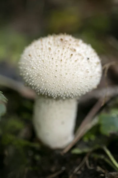 Cogumelos selvagens na natureza Outubro macro fundo cinquenta megapixe — Fotografia de Stock