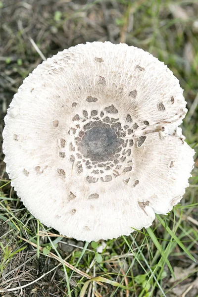 Vilda svampar på naturen Oktober makro bakgrund femtio megapixe — Stockfoto