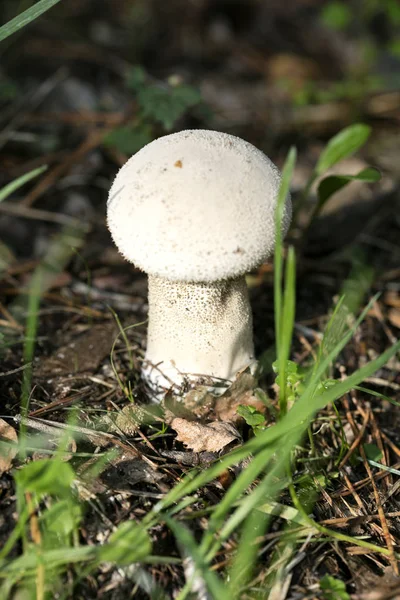 Wilde paddenstoelen op de natuur Oktober macro achtergrond vijftig megapixe — Stockfoto