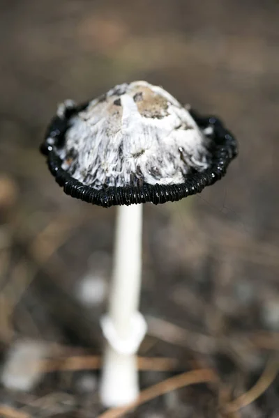 Champignons sauvages sur la nature Octobre macro fond cinquante mégapixe — Photo