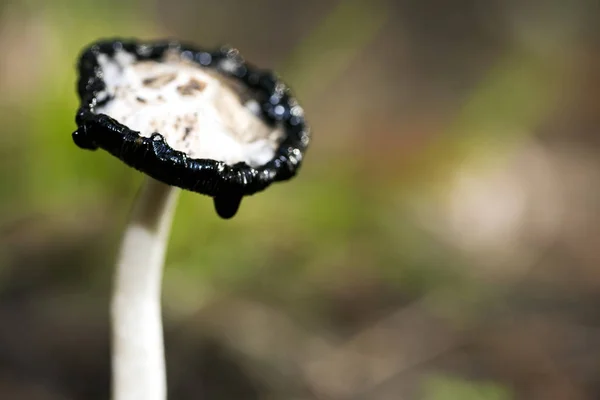 Cogumelos selvagens na natureza Outubro macro fundo cinquenta megapixe — Fotografia de Stock