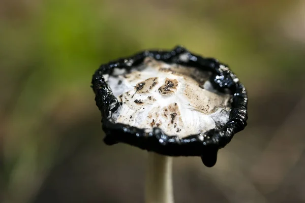 Wild mushrooms on nature October macro background fifty megapixe — Stock Photo, Image