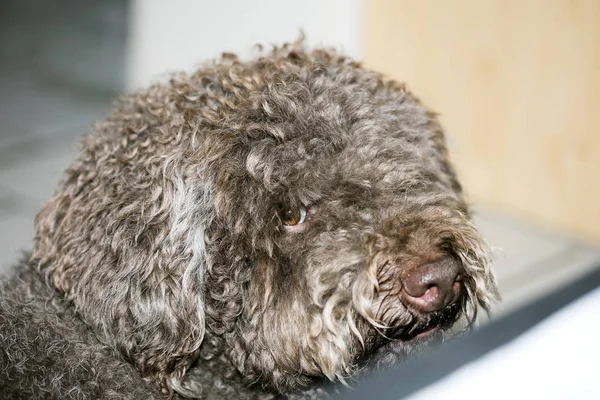 Brown italiano cão macro retrato inverno trufa caça lagotto — Fotografia de Stock