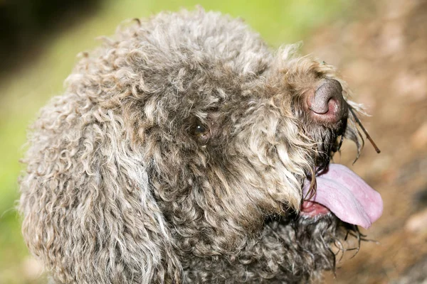 Braun italienischer Hund Makro Portrait Winter Trüffelsuche lagotto — Stockfoto