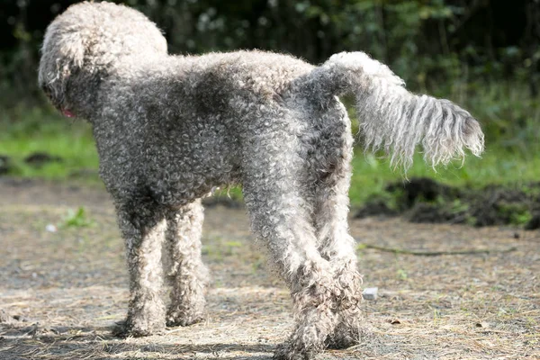 Kahverengi italyan köpek makro portresi kış mantarı avlama lagotosu 