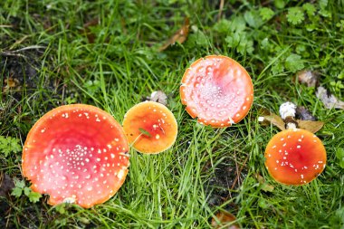 Sihirli mantar Amanita muscaria makro arka plan 50 megapiksel