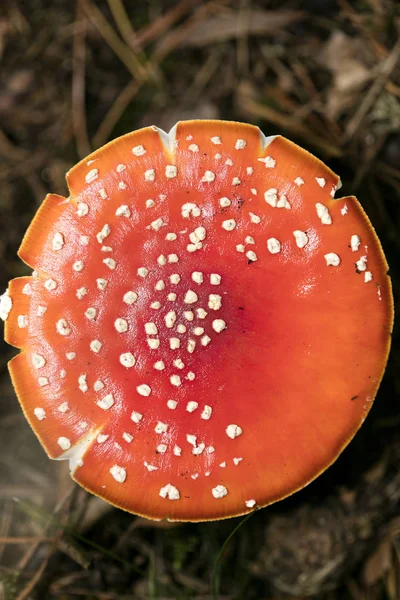 Magic mushroom Amanita muscaria macro background fifty megapixel