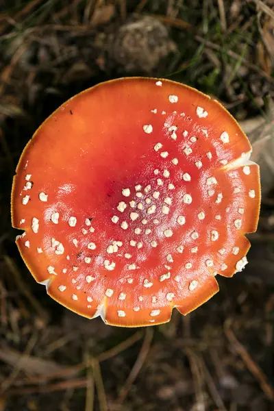 神奇蘑菇Amanita muscaria macro background 5000万顶 — 图库照片