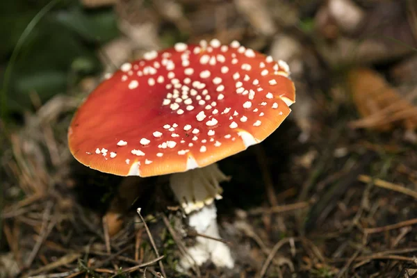 Волшебный гриб Amanita muscaria macro background 50 мегапикселей — стоковое фото