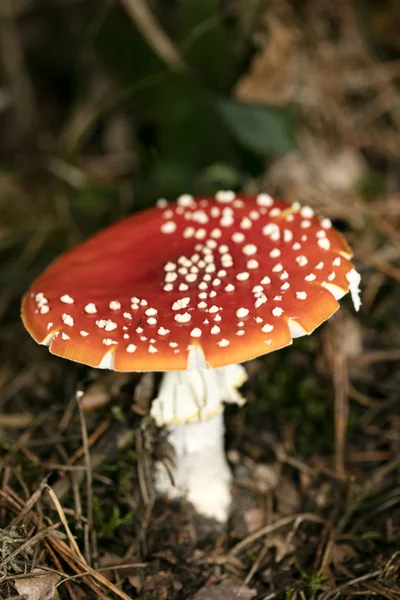 Magische paddestoel Amanita muscaria macro achtergrond vijftig megapixel — Stockfoto