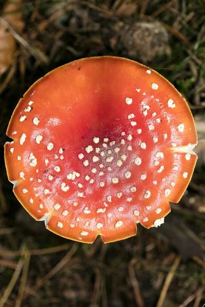 Champignon magique Amanita muscaria macro fond cinquante mégapixels — Photo