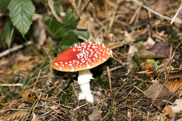 마술 버섯 amanita muscaria macro 배경 50 megapixel — 스톡 사진