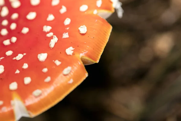 Sihirli mantar Amanita muscaria makro arka plan 50 megapiksel — Stok fotoğraf