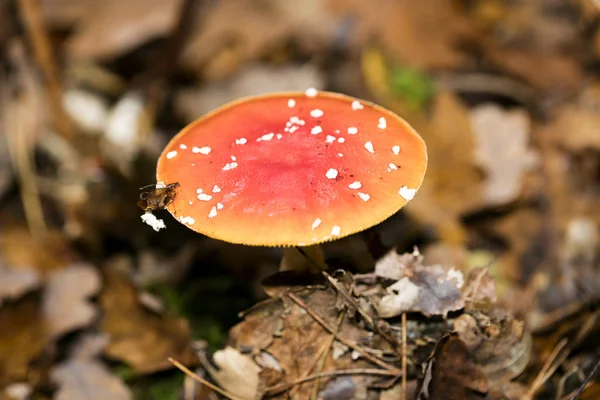 마술 버섯 amanita muscaria macro 배경 50 megapixel — 스톡 사진