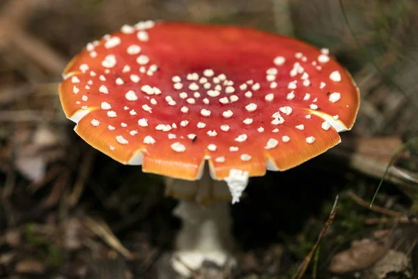 Магічний гриб Amanita muscaria macro фон п'ятдесят мегапікселів — стокове фото
