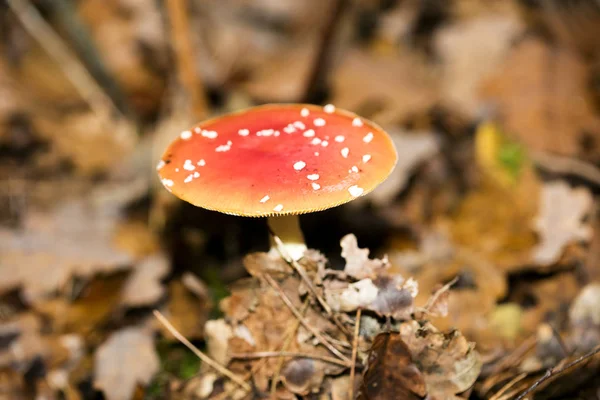 Cogumelo mágico Amanita muscaria macro fundo cinquenta megapixel — Fotografia de Stock