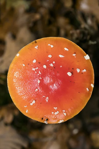 神奇蘑菇Amanita muscaria macro background 5000万顶 — 图库照片